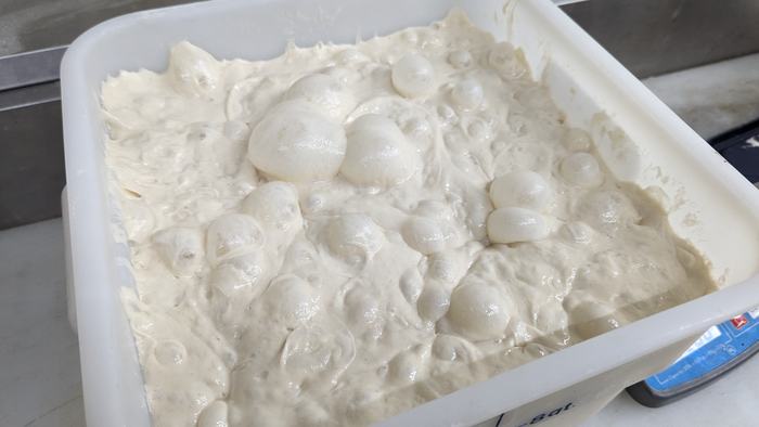 Poolish risen after its overnight ferment, the surface full of bubbles