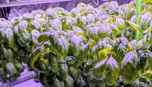 Genovese basil growing on the hydroponic rack under grow lights